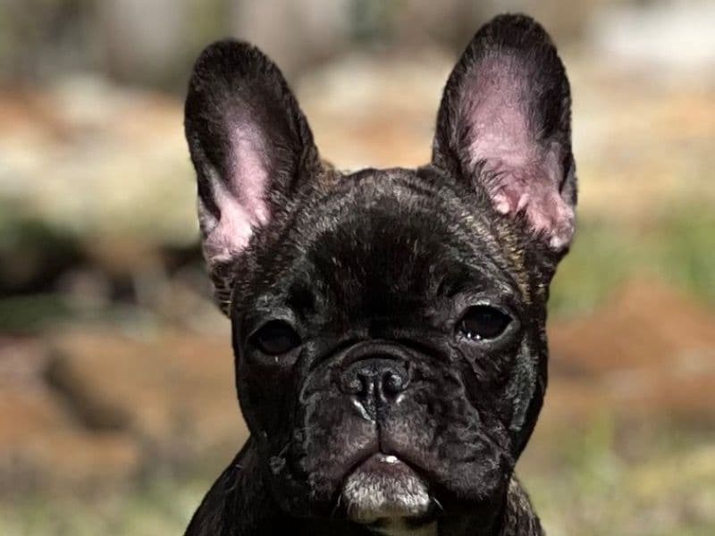 Luci primary photo