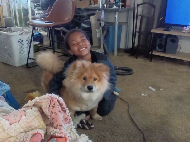 Chow Chow 5 months old male medium named Skylar for sale in Butte County, California | Petmeetly