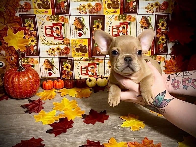 French Bulldog 4 months old male small named Rhysand for sale in Union County, Illinois | Petmeetly