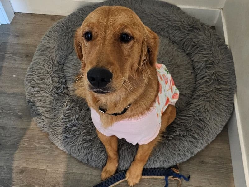 Golden Retriever 2 years 5 months old female medium named Bowie for breeding in Whatcom County, Washington | Petmeetly