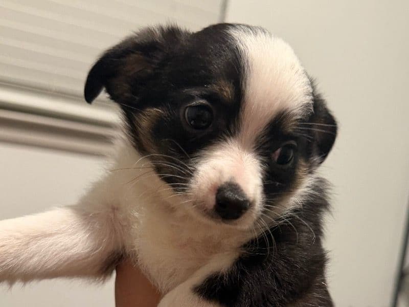 Australian Shepherd 1 month old male small named Kraven for adoption in Denton County, Texas | Petmeetly