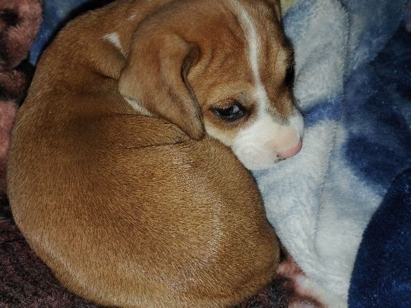 Beagle 1 month old male small named No Name for sale in Claiborne County, Tennessee | Petmeetly