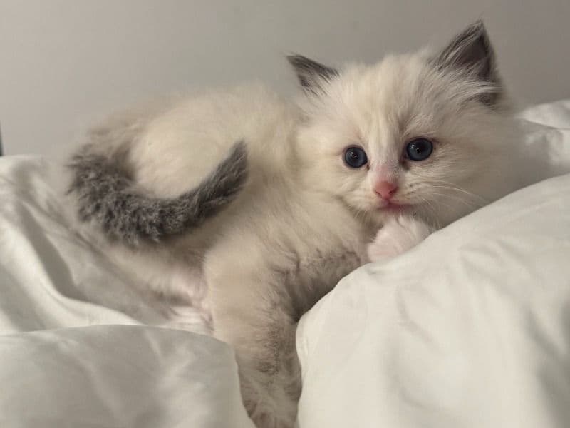 Ragdoll 3 months old male named Azul for sale in Queens County, New York | Petmeetly