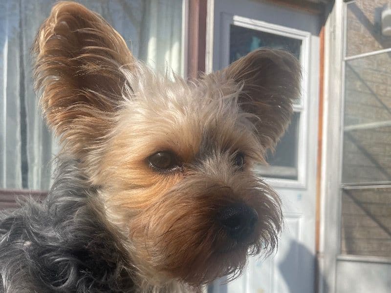 Yorkshire Terrier 3 years 7 months old male small named Mr. Sullivan Cooper for breeding in Toronto, Ontario | Petmeetly