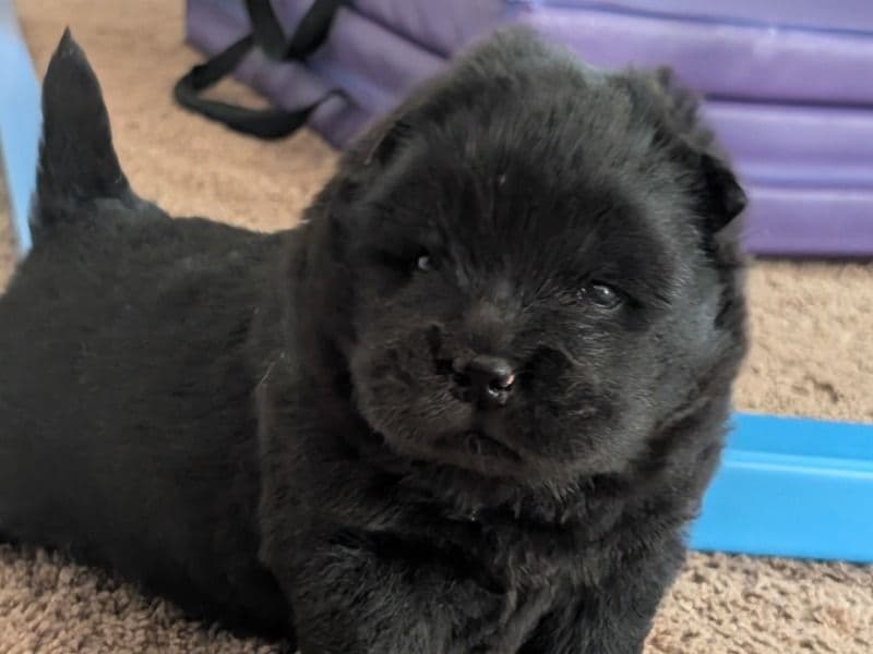 Chow Chow 1 month old female small named Female 1 for sale in Madison County, Alabama | Petmeetly