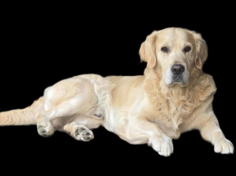 Golden Retriever 4 years 9 months old male large named Stockton for breeding in City of Holdfast Bay, South Australia | Petmeetly