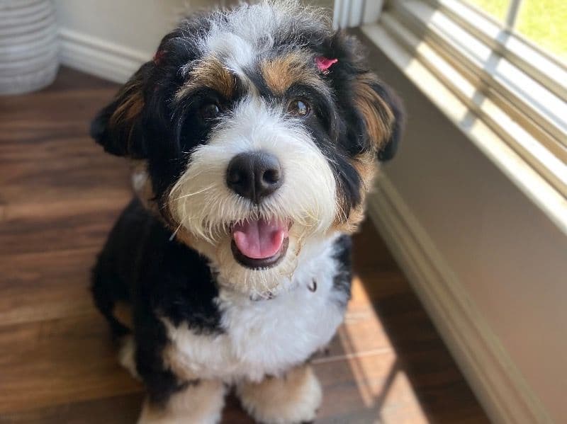 Zelda primary photo