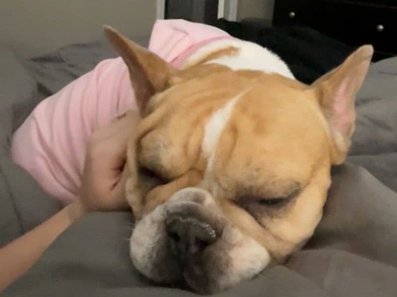 French Bulldog 2 years 5 months old female medium named Sofie for adoption in Lincoln County, Missouri | Petmeetly