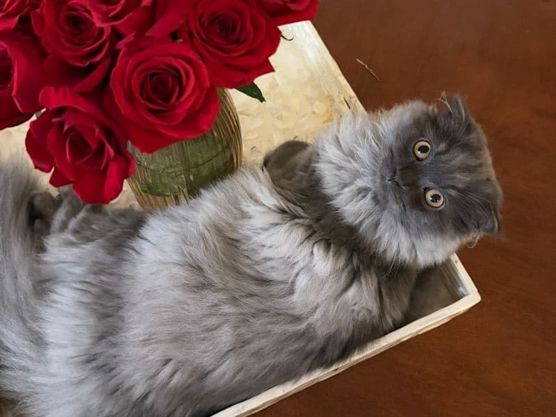 Scottish Fold 9 months old male named Gumush for breeding in Union County, New Jersey | Petmeetly