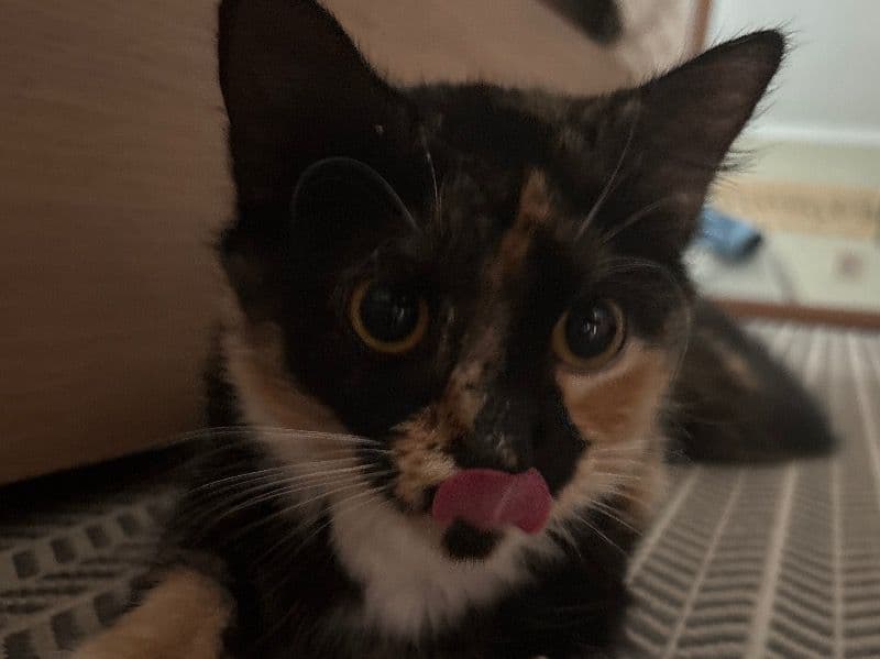Calico 1 year 5 months old female named Juno for breeding in Cumberland County, Maine | Petmeetly
