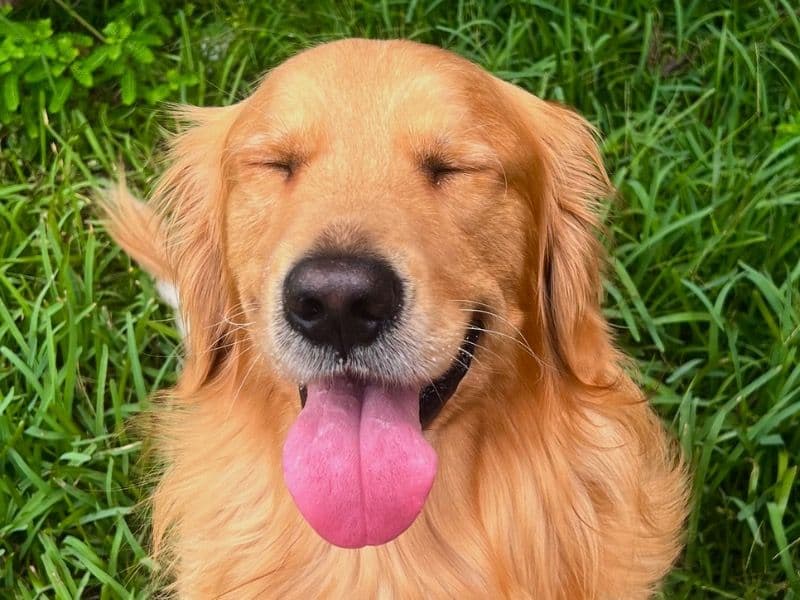 Golden Retriever 3 years 11 months old male large named Capri for breeding in Miami-Dade County, Florida | Petmeetly