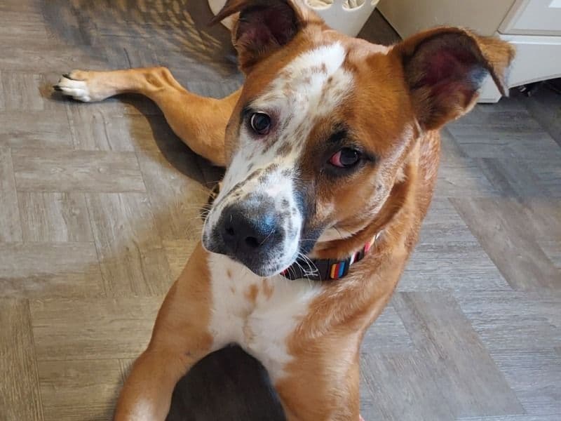 Boxer 1 year 6 months old male medium named Charlie for adoption in Cuyahoga County, Ohio | Petmeetly