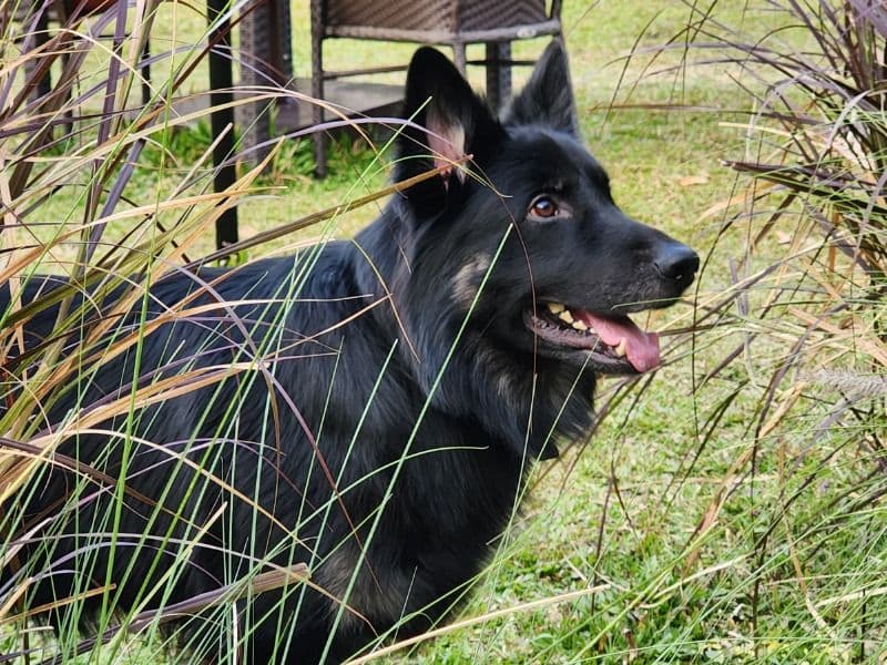 Black German Shepherd 2 years 11 months old male large named Smokey for breeding in Bangalore Division, Karnataka | Petmeetly