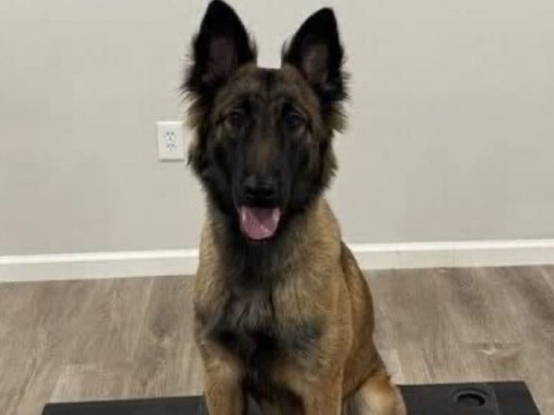 Belgian Malinois 1 year 4 months old female large named Trauma for breeding in St. Louis County, Missouri | Petmeetly