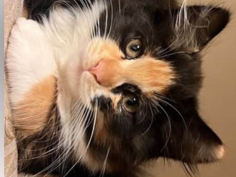 Domestic Longhair 7 months old male named Cleo for sale in Greater London, England | Petmeetly