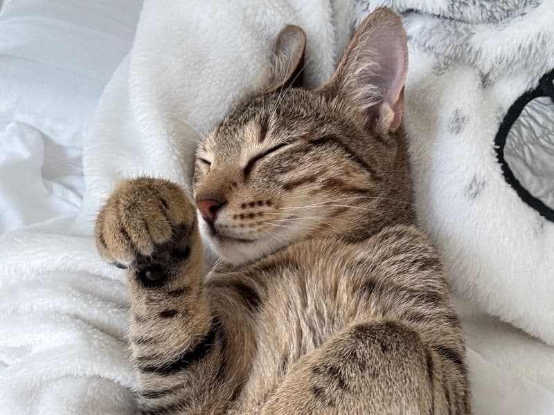 Bengal 1 year old female named Koshusha for breeding | Petmeetly