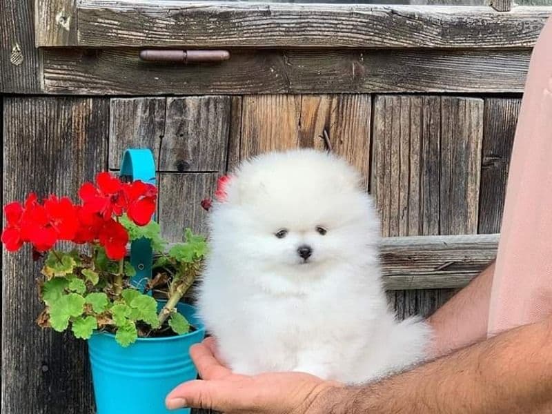 Pomeranian 1 year 6 months old female medium named Suzi for sale in Redland City, Queensland | Petmeetly