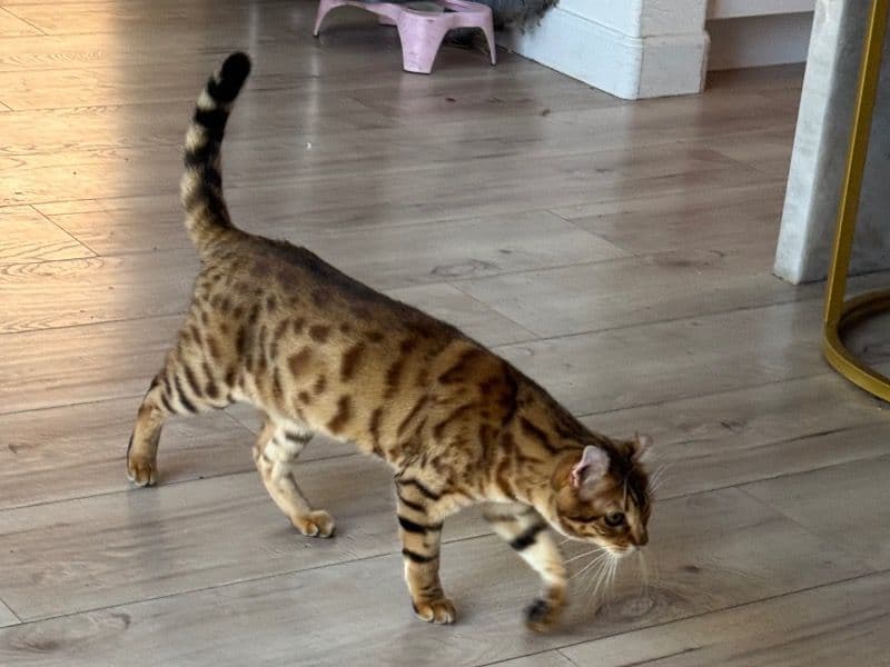 Savannah 2 years 1 month old female named Asha for breeding in Los Angeles County, California | Petmeetly