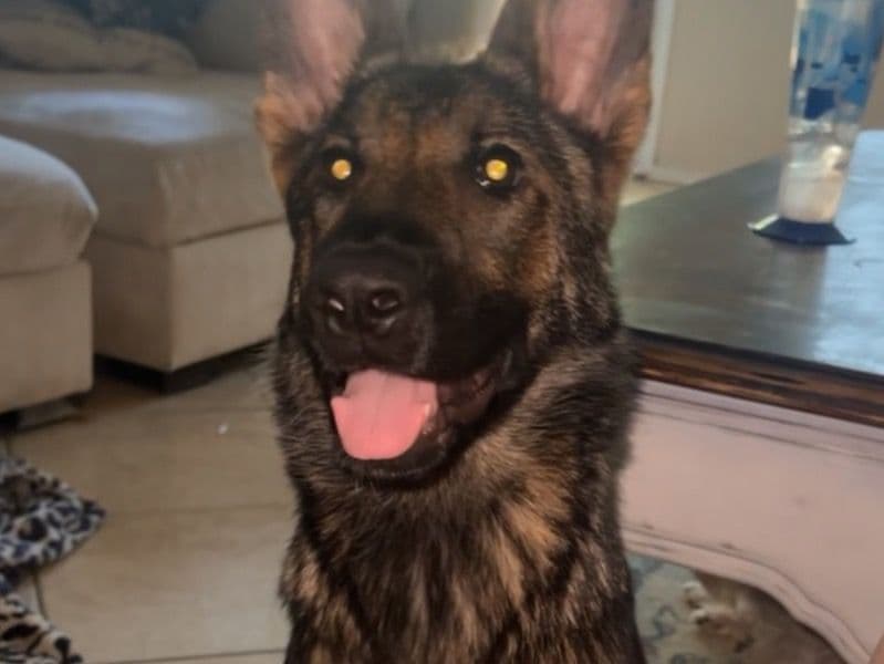 German Shepherd 1 year 10 months old female medium named Stevie for breeding in Harris County, Texas | Petmeetly