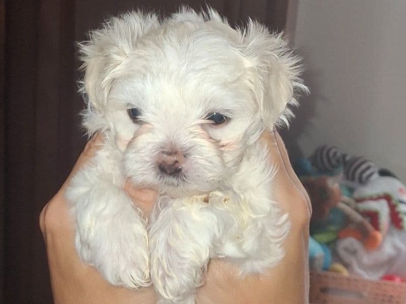 Maltese 4 months old male small named Oliver for sale in Mooresville, Indiana | Petmeetly
