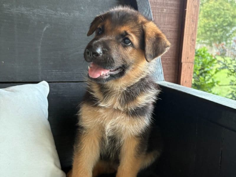 Toby primary photo