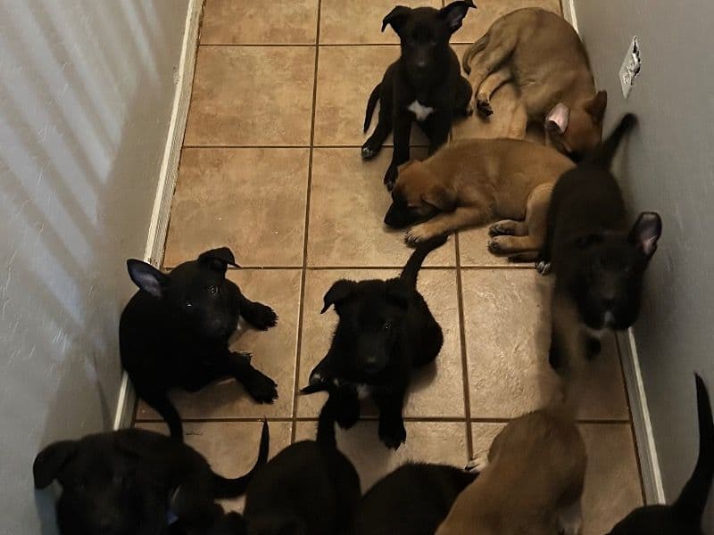 Females Dogs primary photo