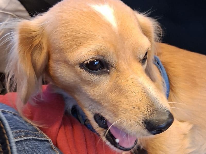 Chigi 2 years old male small named Buddy for adoption in Maricopa County, Arizona | Petmeetly