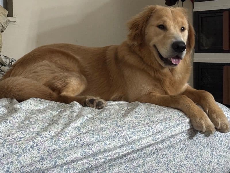 Golden Retriever 1 year old male large named Barkley for breeding in Bronx County, New York | Petmeetly