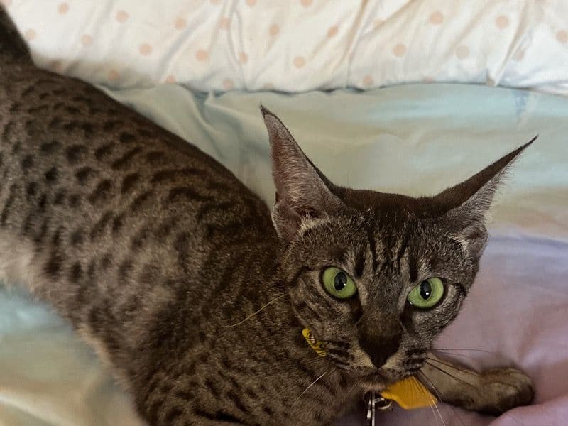 Savannah 2 years 3 months old female named Nala for breeding in Cook County, Illinois | Petmeetly