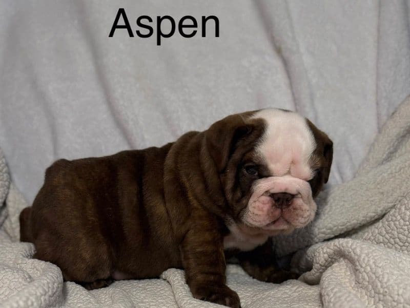 Bulldog 2 months old male small named Aspen for sale in Mason County, West Virginia | Petmeetly