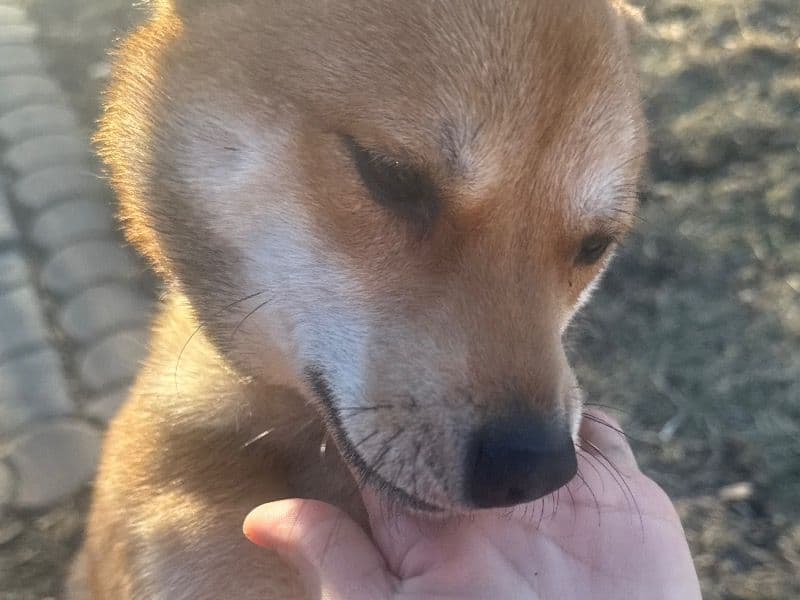 Shiba Inu 1 year 2 months old female small named Nina for sale in Cook County, Illinois | Petmeetly