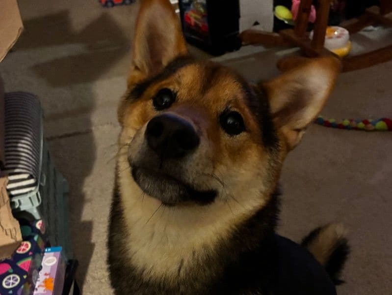 Shiba Inu 1 year 1 month old male medium named Chip for breeding in New Hampshire | Petmeetly