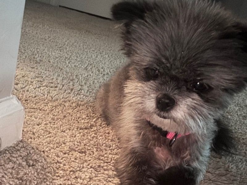 Pomeranian 8 years 4 months old female small named Bella for sale in Richland County, South Carolina | Petmeetly