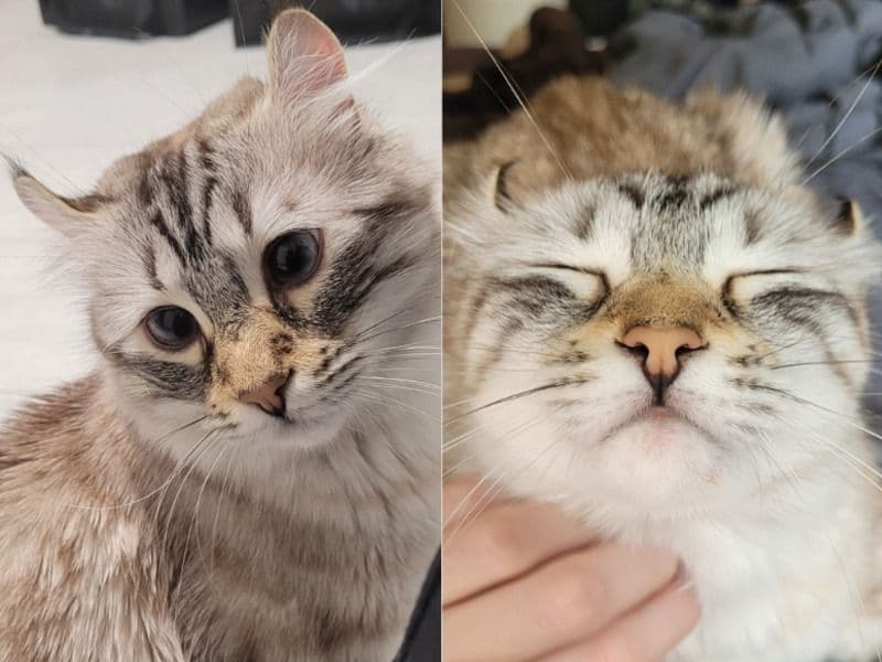 Highlander 3 years 9 months old female named Fen for breeding in Cape Breton Regional Municipality, Nova Scotia | Petmeetly