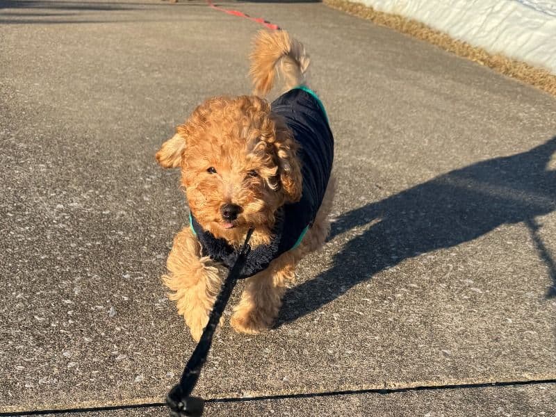 Poppy - Miniature Poodle success story