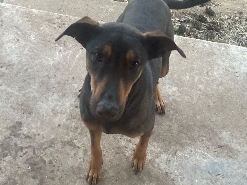 Doberman 1 year old female medium named Coco for sale in Carter County, Oklahoma | Petmeetly
