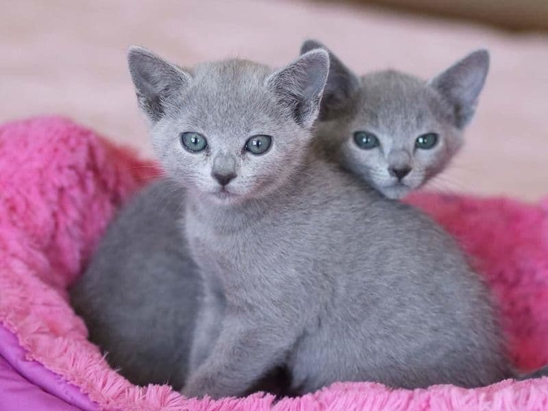 Russian Blue 2 months old female named Health Russian Blue Kitten for sale in Los Angeles County, California | Petmeetly