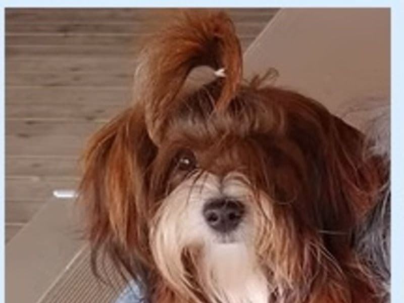 Havanese 4 months old female small named Marli Litter for sale in Weyburn No. 67, Saskatchewan | Petmeetly