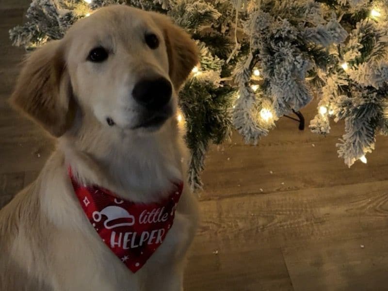 Golden Retriever 7 months old male large named Waffles for adoption in Lee County, Florida | Petmeetly