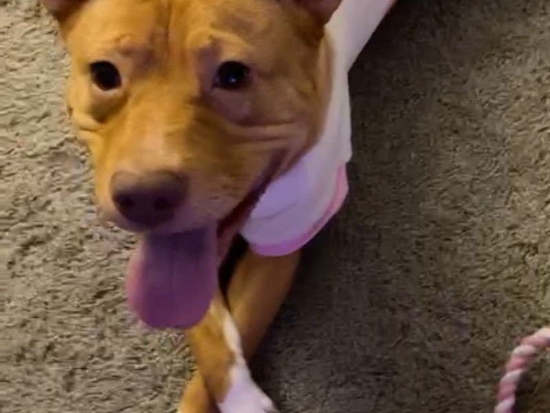 American PitBull Terrier 2 years 4 months old female medium named Nova for adoption in Bexar County, Texas | Petmeetly