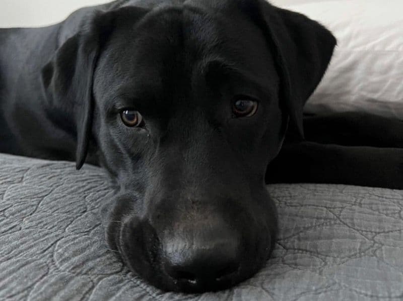 Labrador Retriever 5 years 3 months old male large named Moose for breeding in Hennepin County, Minnesota | Petmeetly