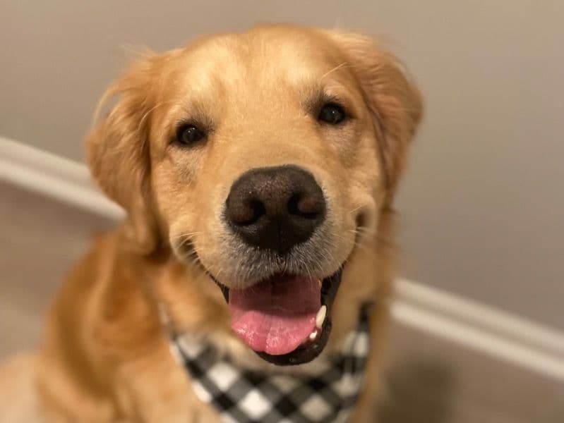 Golden Retriever 4 years 2 months old male large named Max for breeding in Rutherford County, Tennessee | Petmeetly