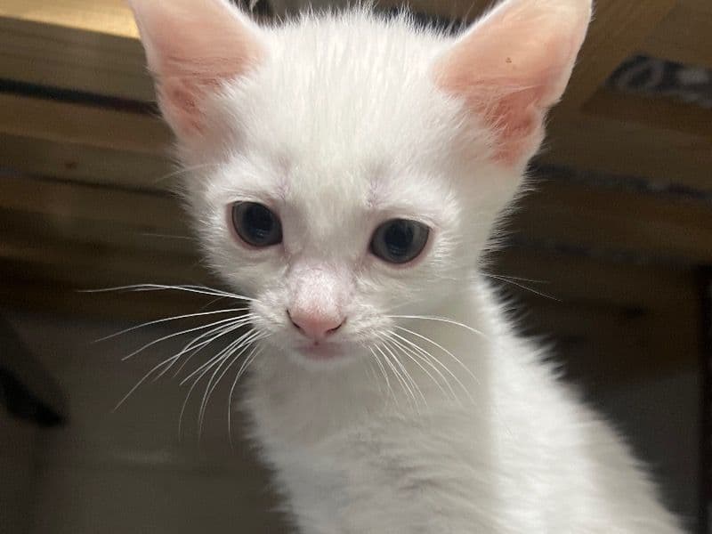 Turkish Angora 2 months old male named Storm for sale in West Midlands, England | Petmeetly