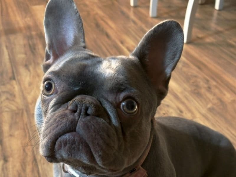 French Bulldog 5 years 2 months old female medium named Bailey Blue for adoption in Gwinnett County, Georgia | Petmeetly