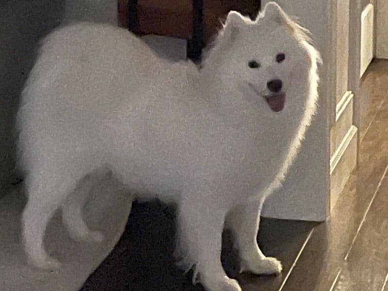 Samoyed 2 years 2 months old female medium named Bailey for breeding in King County, Washington | Petmeetly