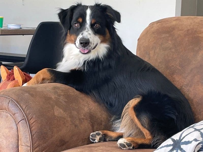 Miniature Australian Shepherd 1 year 4 months old male medium named Murphy for breeding in Weld County, Colorado | Petmeetly