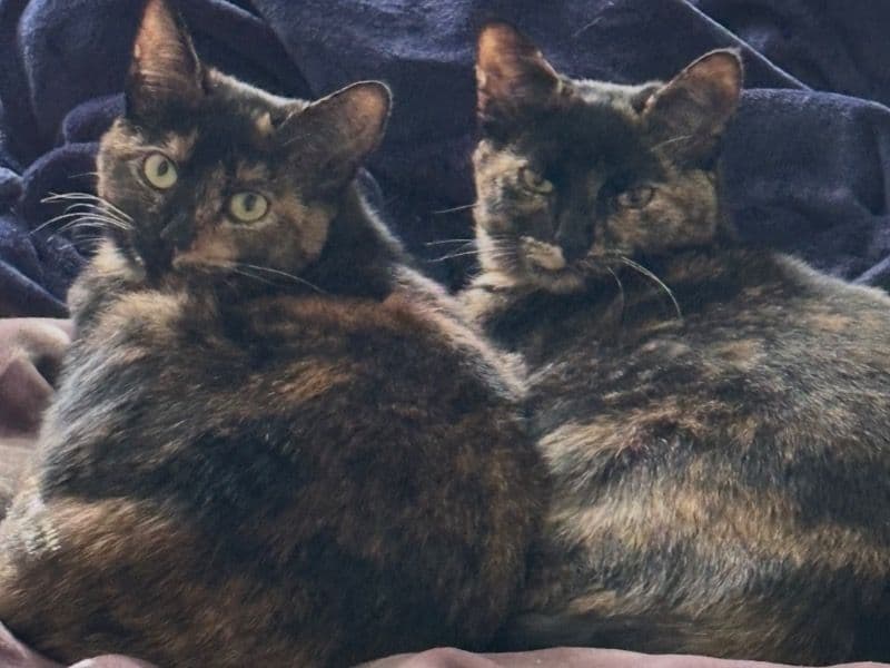 American Shorthair 2 years 1 month old female named Mocha And Raven for sale in Henderson County, North Carolina | Petmeetly