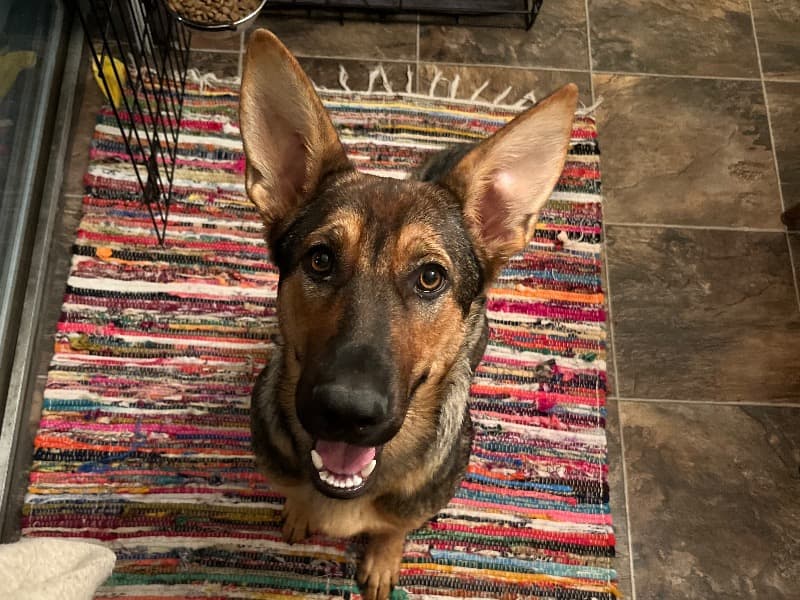 German Shepherd 3 years 6 months old female large named Jayde for breeding in Lancaster County, Pennsylvania | Petmeetly