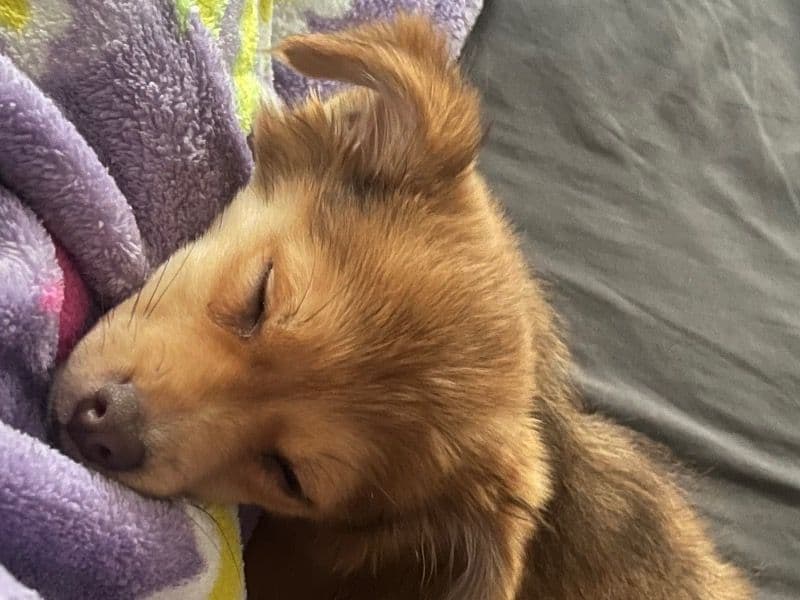 Pomeranian 4 months old male small named Ace for sale in Fort Bend County, Texas | Petmeetly