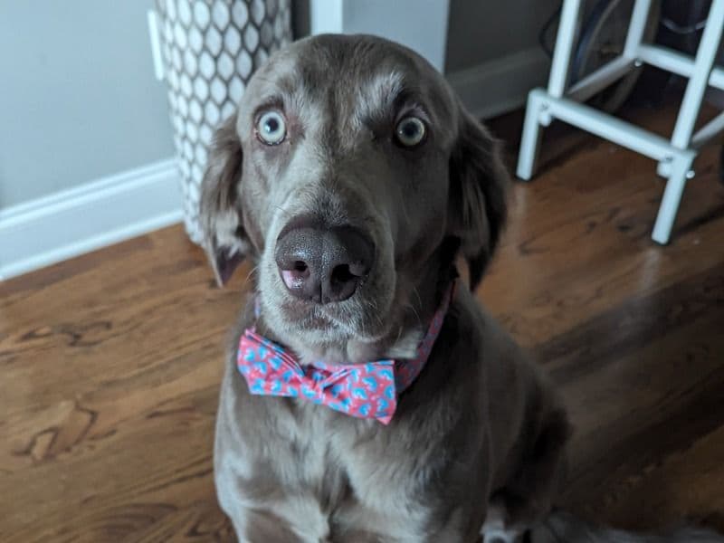 Weimaraner 4 years 1 month old male large named Karl for breeding in Stanly County, North Carolina | Petmeetly